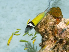 61 Bluehead Wrasse IMG 3787